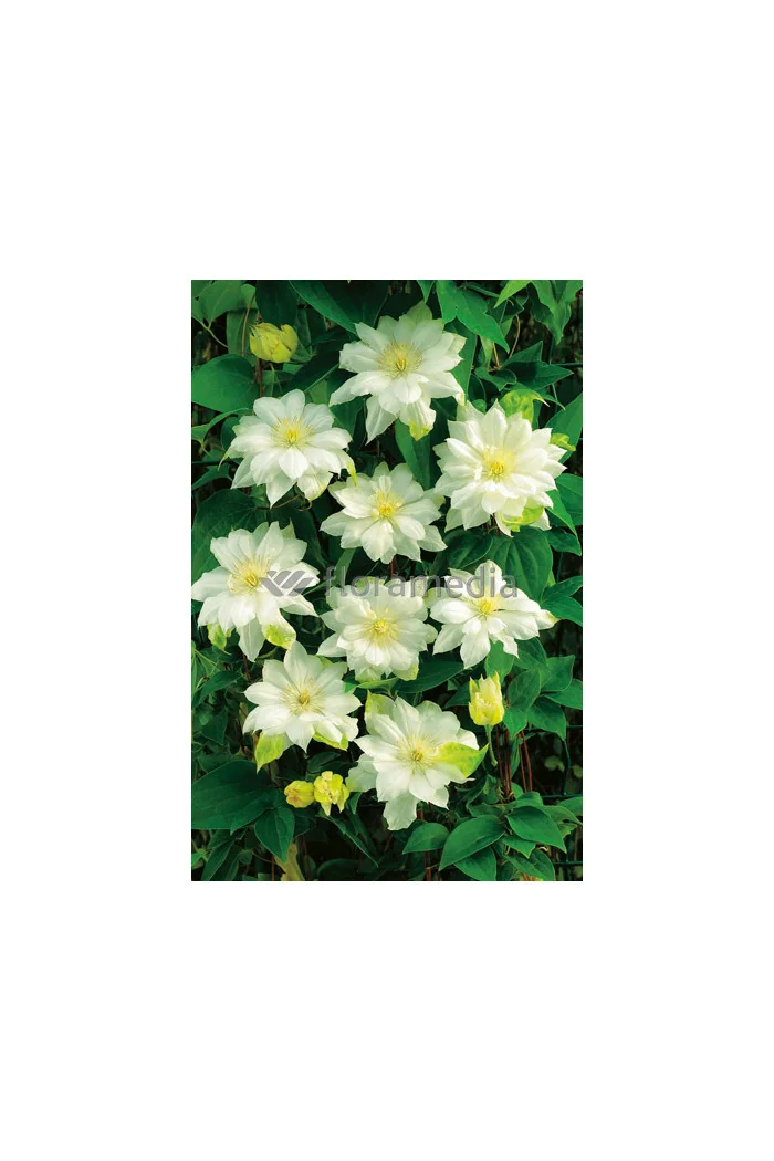 Powojnik 'Duchess of Edinburgh' |Clematis