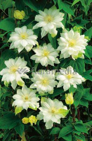 Powojnik 'Duchess of Edinburgh' |Clematis
