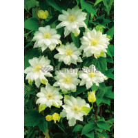 Powojnik 'Duchess of Edinburgh' |Clematis