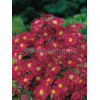 Aster nowobelgijski 'Winston Churchil' Aster novi-belgii