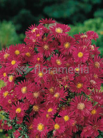 Aster nowobelgijski 'Winston Churchil' Aster novi-belgii