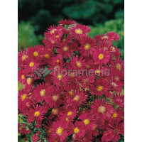 Aster nowobelgijski 'Winston Churchil' Aster novi-belgii