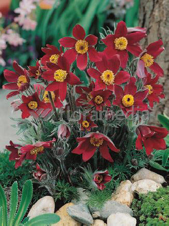 Sasanka 'Rubra' Pulsatilla vulgaris