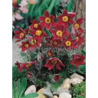 Sasanka 'Rubra' Pulsatilla vulgaris