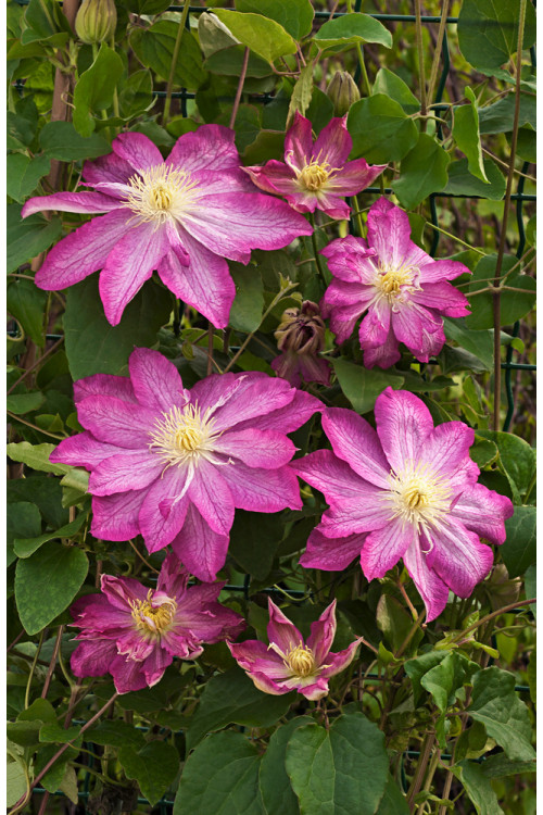 Powojnik 'Asao' | Clematis
