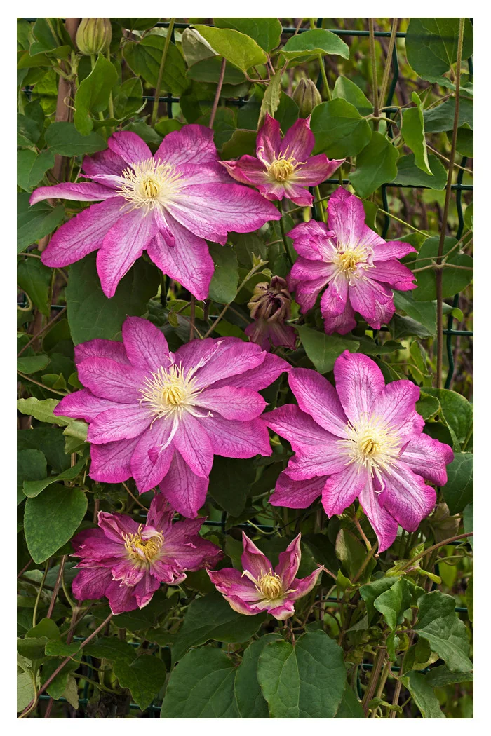 Powojnik 'Asao' | Clematis