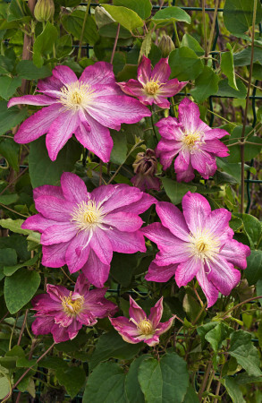 Powojnik 'Asao' | Clematis