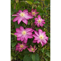 Powojnik 'Asao' | Clematis