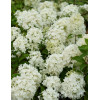 hortensja, hortensja bukietowa, hortensja Bombshell, hydrangea, hydrangea paniculata