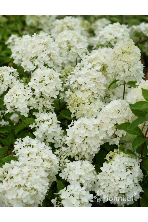 hortensja, hortensja bukietowa, hortensja Bombshell, hydrangea, hydrangea paniculata