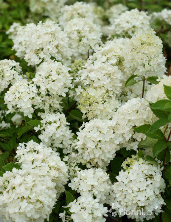 hortensja, hortensja bukietowa, hortensja Bombshell, hydrangea, hydrangea paniculata