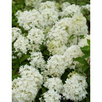 hortensja, hortensja bukietowa, hortensja Bombshell, hydrangea, hydrangea paniculata