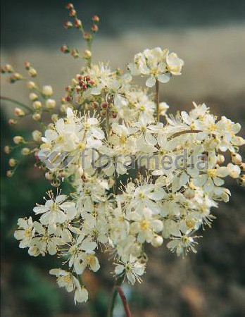 Wiązówka błotna | Filipendula ulmaria