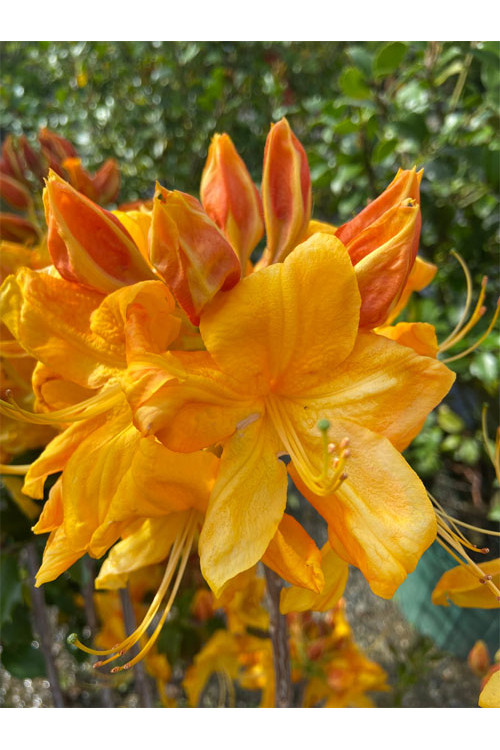 Azalia wielkokwiatowa 'Klondyke' | Rhoddendron