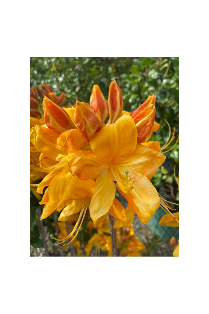 Azalia wielkokwiatowa 'Klondyke' | Rhoddendron