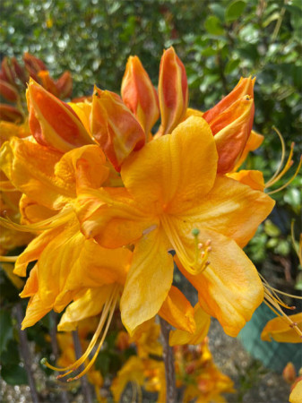 Azalia wielkokwiatowa 'Klondyke' | Rhoddendron