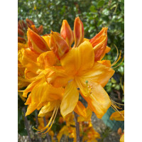 Azalia wielkokwiatowa 'Klondyke' | Rhoddendron