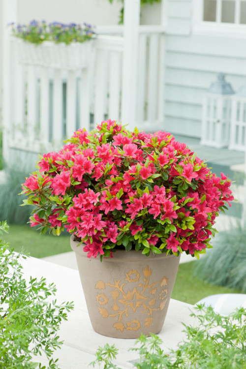 Azalia japońska 'Kazuko'| Azalea japonica