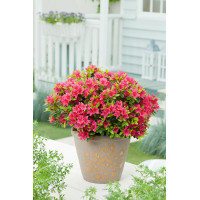 Azalia japońska 'Kazuko'| Azalea japonica