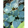 Funkia 'Blue Flame' Hosta