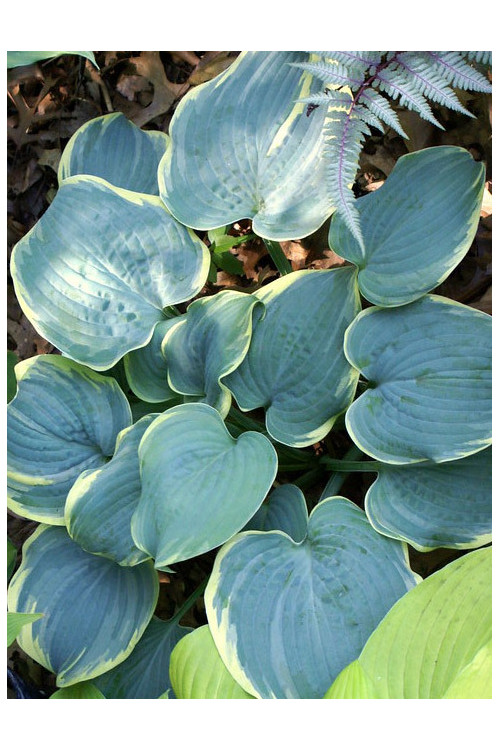 Funkia 'Blue Flame' Hosta