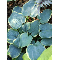 Funkia 'Blue Flame' Hosta