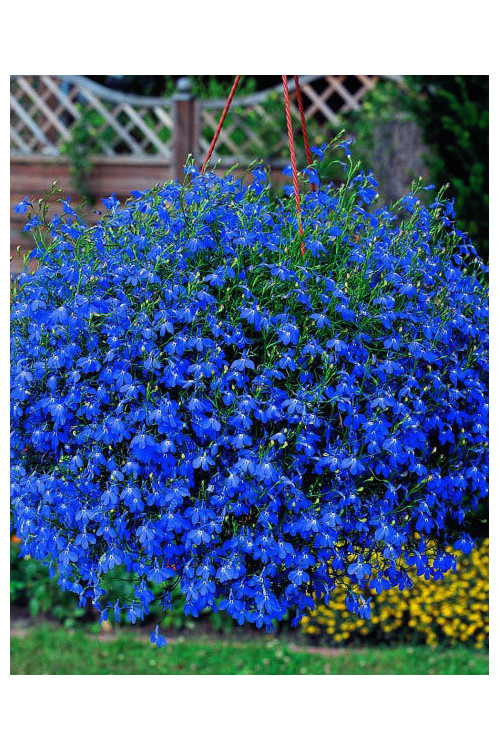 Lobelia niebieska Lobelia