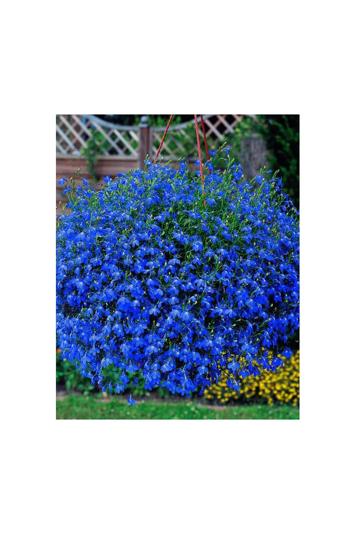 Lobelia niebieska Lobelia