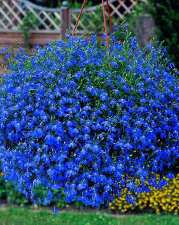 Lobelia niebieska Lobelia