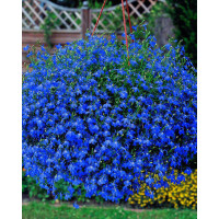Lobelia niebieska Lobelia