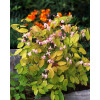 Epimedium 'Roseum' Epimedium youngianum