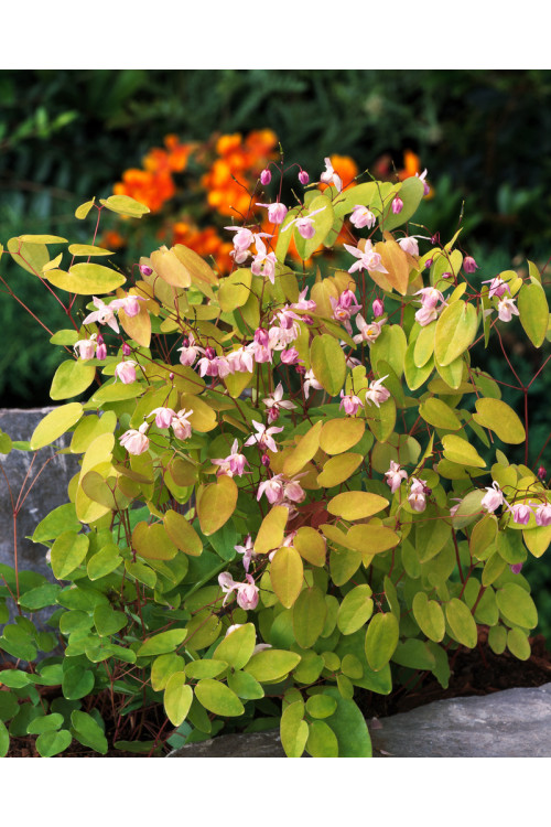 Epimedium 'Roseum' Epimedium youngianum