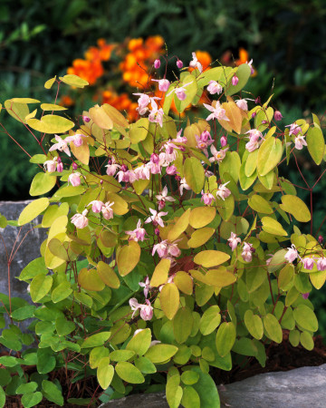 Epimedium 'Roseum' Epimedium youngianum