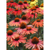 Jeżówka 'Mama Mia' Echinacea