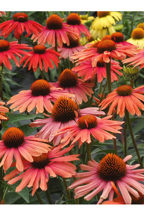 Jeżówka 'Mama Mia' Echinacea