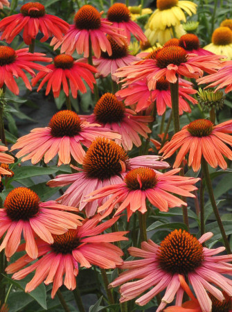 Jeżówka 'Mama Mia' Echinacea