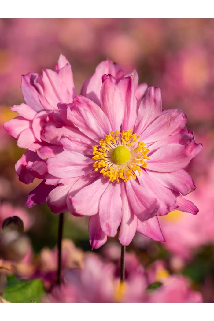 Zawilec japoński 'Bressingham Glow' | Anemone japonica