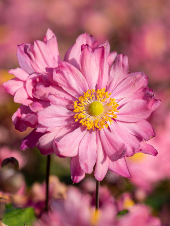 Zawilec japoński 'Bressingham Glow' | Anemone japonica
