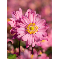 Zawilec japoński 'Bressingham Glow' | Anemone japonica