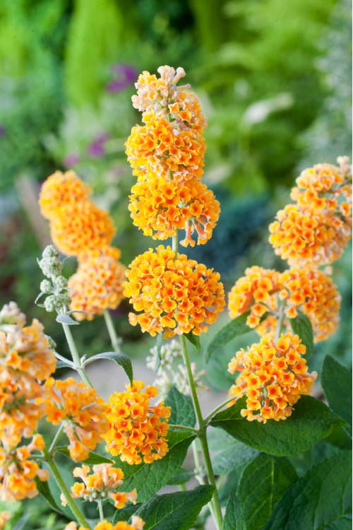 Budleja (Omżyn) Weyera 'Sungold' | Buddleja weyeriana