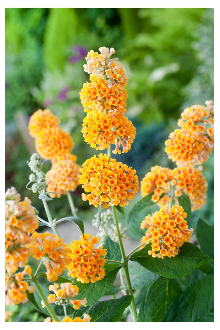 Budleja (Omżyn) Weyera 'Sungold' | Buddleja weyeriana