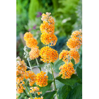 Budleja (Omżyn) Weyera 'Sungold' | Buddleja weyeriana
