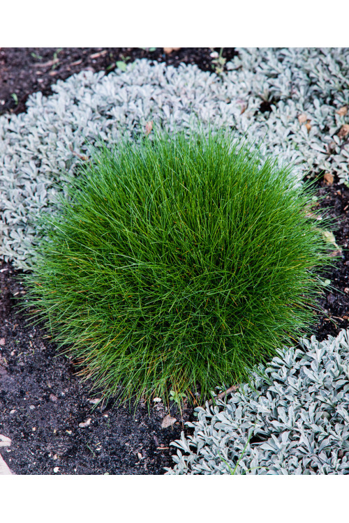 Kostrzewa miotlasta 'Teddybar' (niedźwiedzie futro) | Festuca scoparia