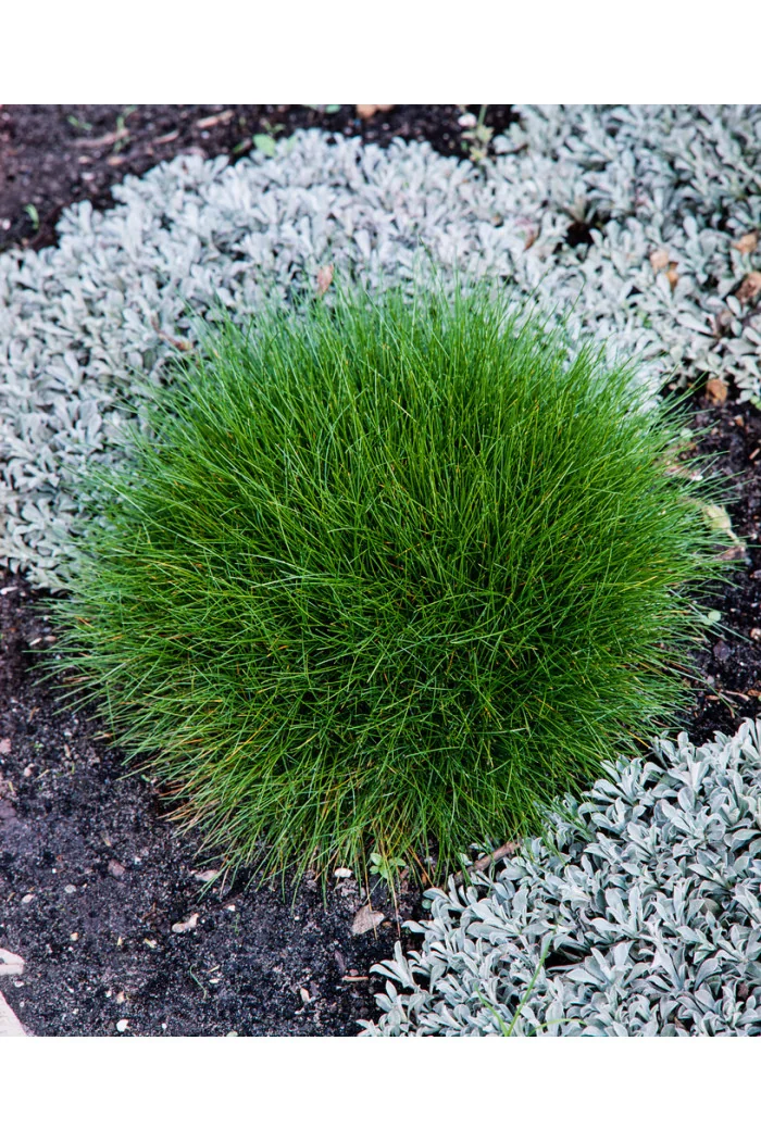 Kostrzewa miotlasta 'Teddybar' (niedźwiedzie futro) | Festuca scoparia