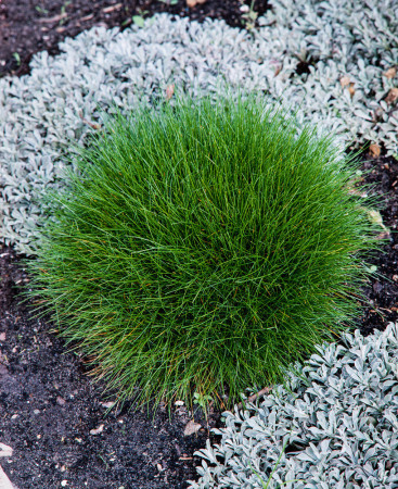 Kostrzewa miotlasta 'Teddybar' (niedźwiedzie futro) | Festuca scoparia