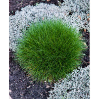 Kostrzewa miotlasta 'Teddybar' (niedźwiedzie futro) | Festuca scoparia