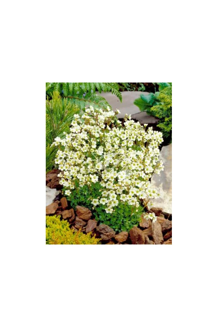 Skalnica arendsa 'Highlander White and Red' Saxifraga x arendsii