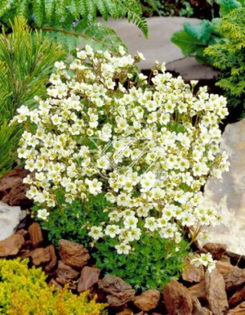 Skalnica arendsa 'Highlander White and Red' Saxifraga x arendsii