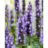 Kłosowiec 'Little Adder' | Agastache foeniculum