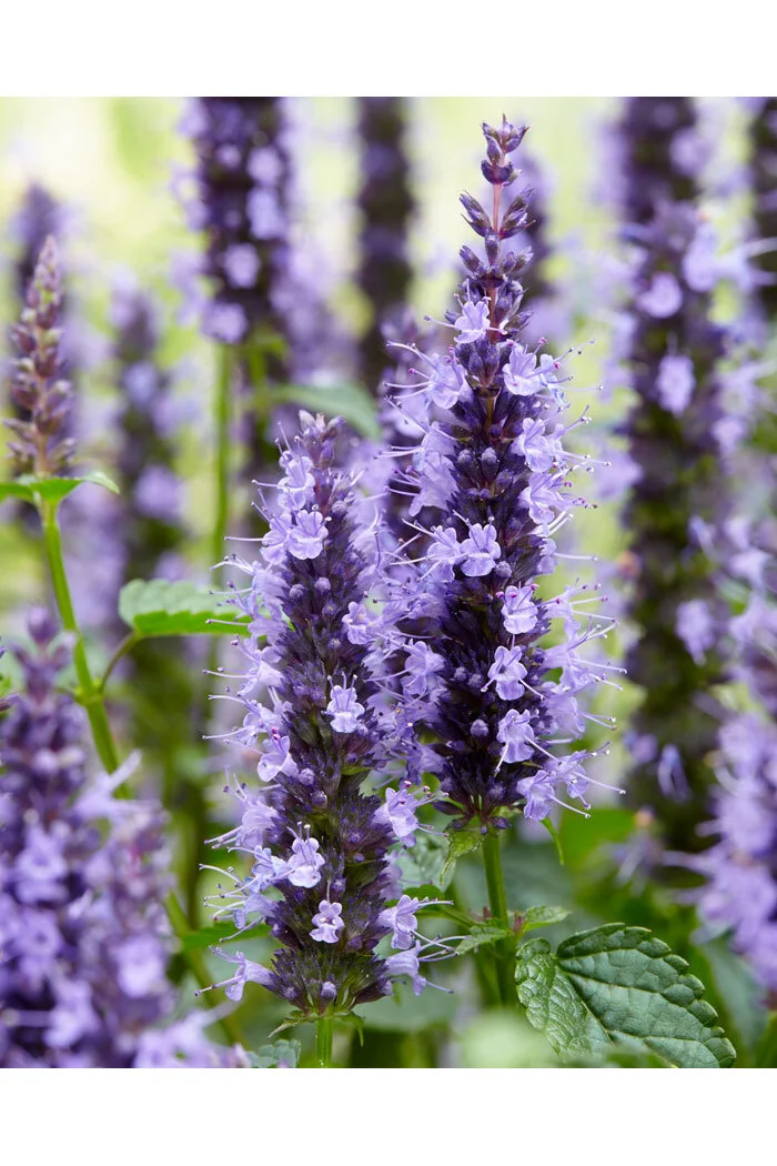 Kłosowiec 'Little Adder' | Agastache foeniculum